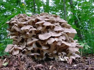 Organic Polyporus Powder Benefits